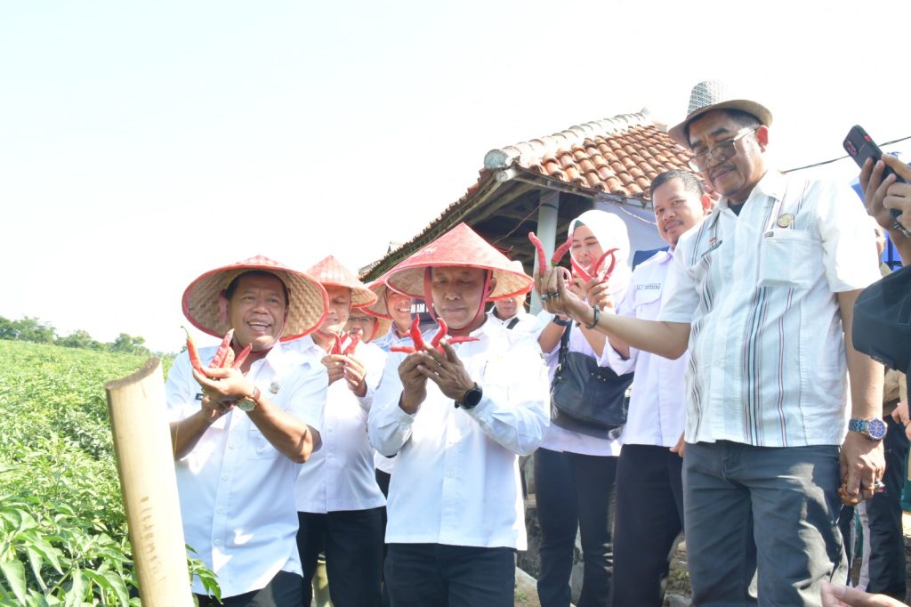 Jamin Ketersediaan Kebutuhan Pokok Menjelang NATARU, Sekda Majalengka Hadiri Panen Cabai Di Desa Pakubeureum serta Lakukan Monitoring Stabilisasi Harga di Pasar