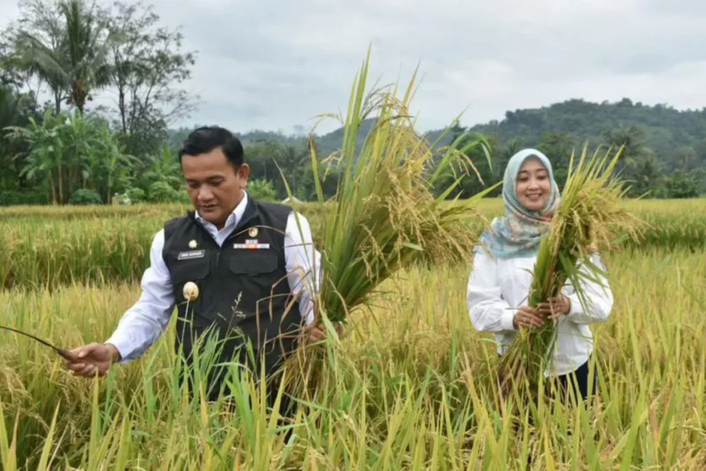 Pemkab Majalengka: Dua kecamatan panen padi hasilkan 20.100 ton GKP