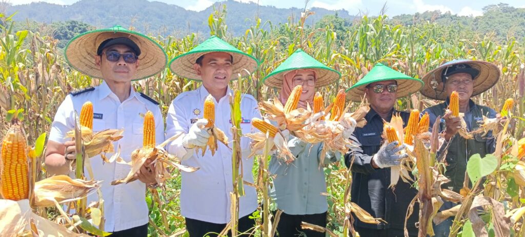 Pj Bupati Majalengka Panen Jagung di Kecamatan Bantarujeg
