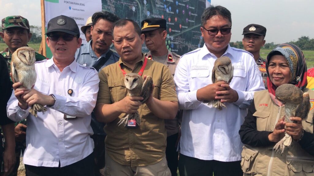 Kementerian Pertanian Serahkan 1.000 Burung Hantu untuk Mengatasi Hama Tikus di Kabupaten Majalengka