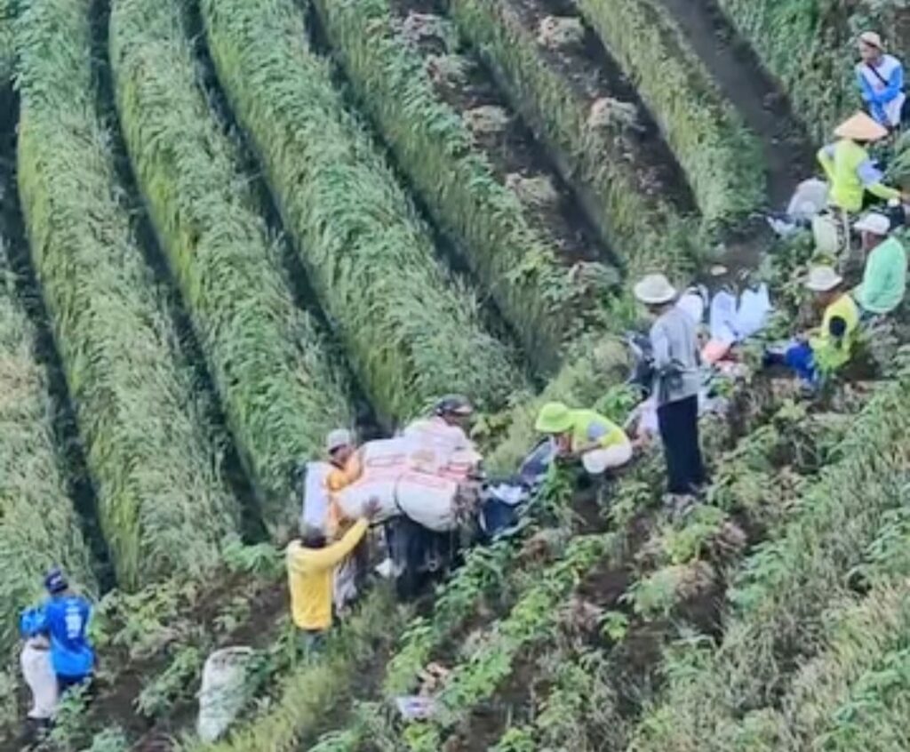 Panyaweuyan selain Wisata ternyata Komoditas unggulan Pertanian Bawang Merah